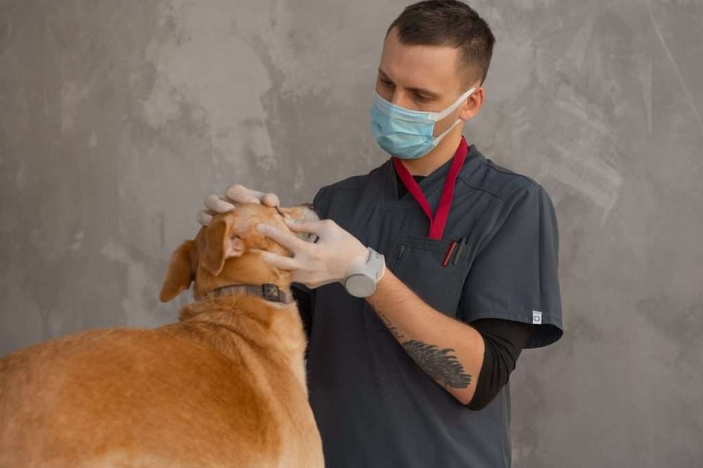 Veterinário de máscara a examinar um cão